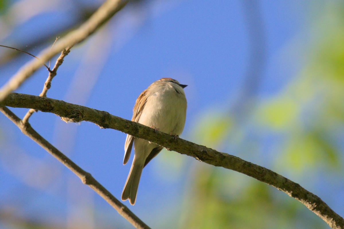 Chipping Sparrow - ML577249341