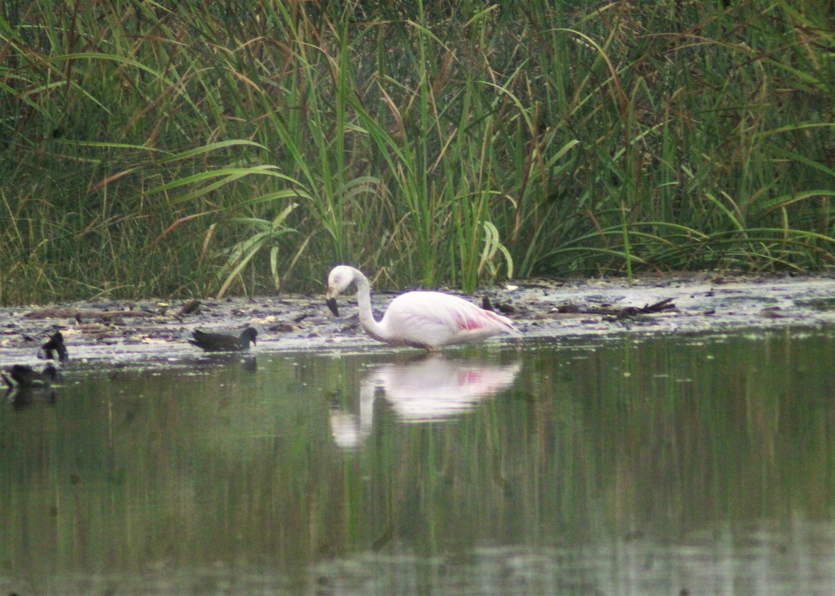 Chilean Flamingo - Fidel Lara Valdés