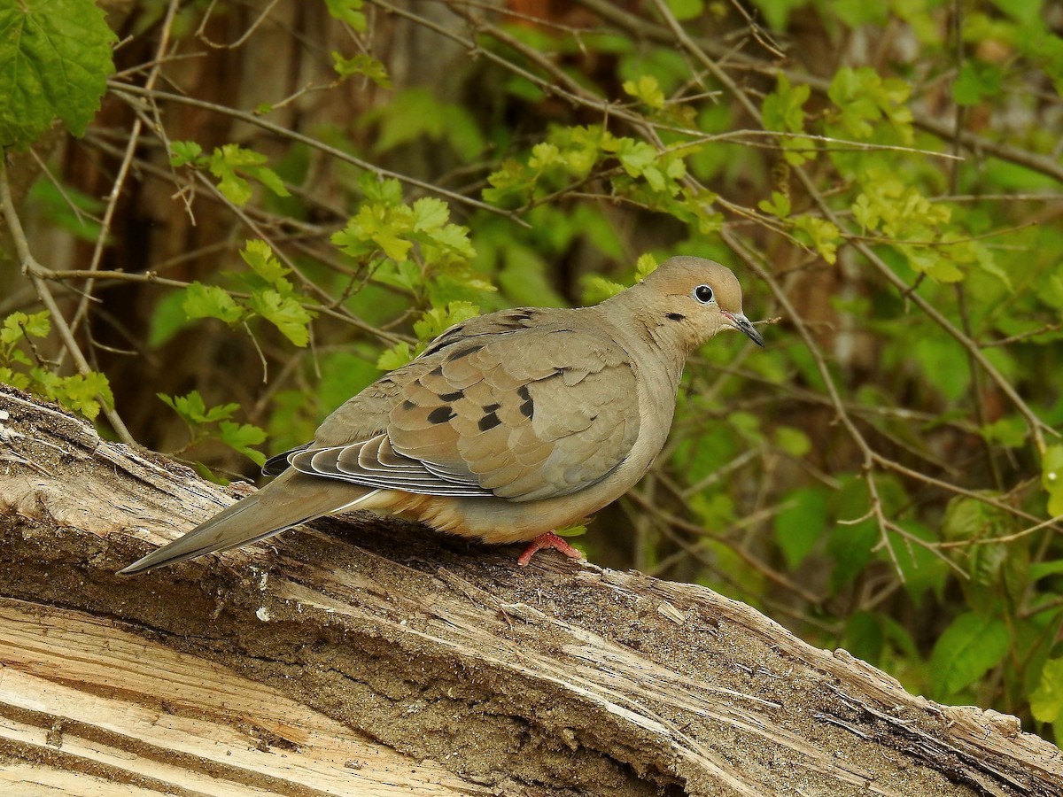 Mourning Dove - ML57724971