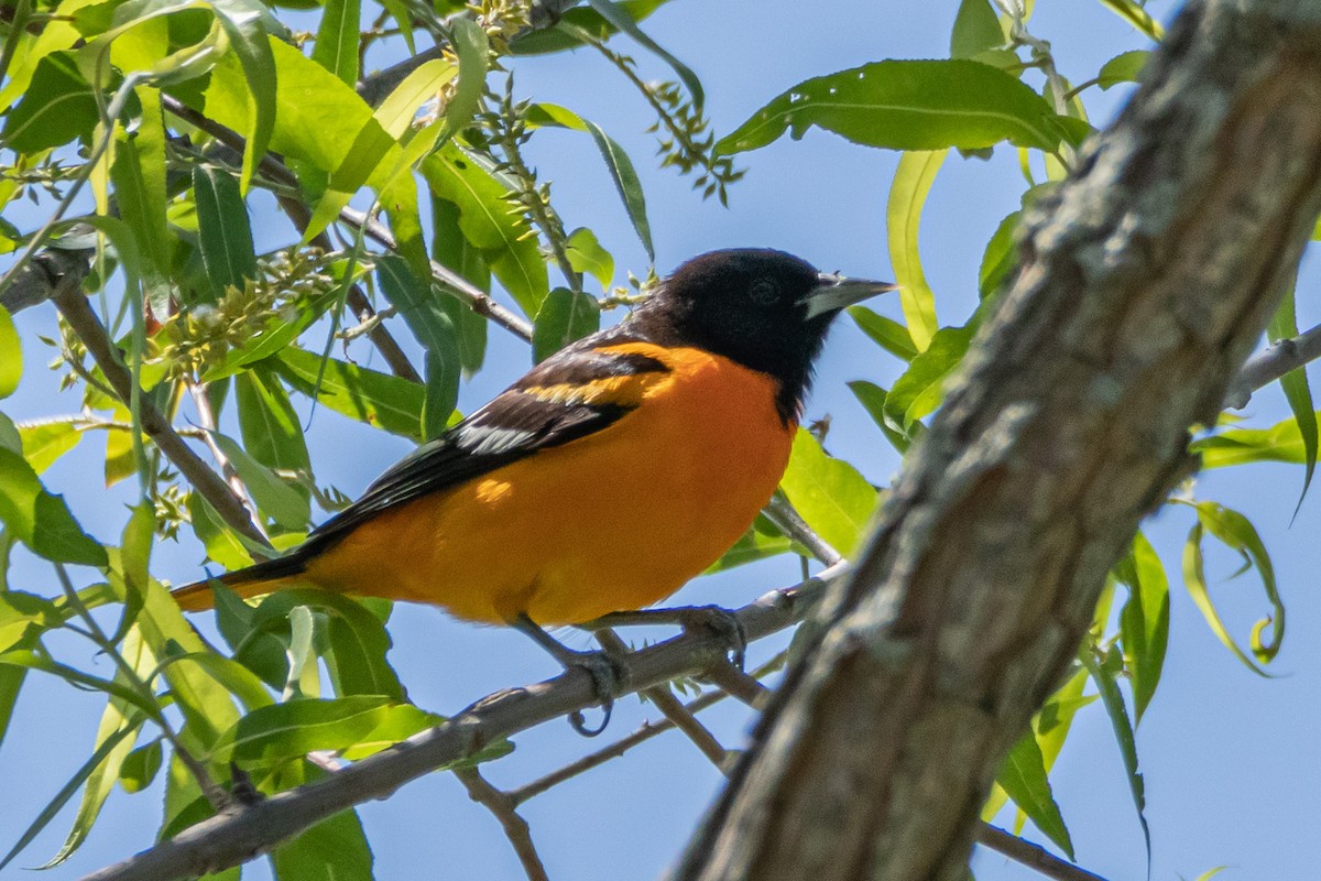 Baltimore Oriole - Steven Bruenjes