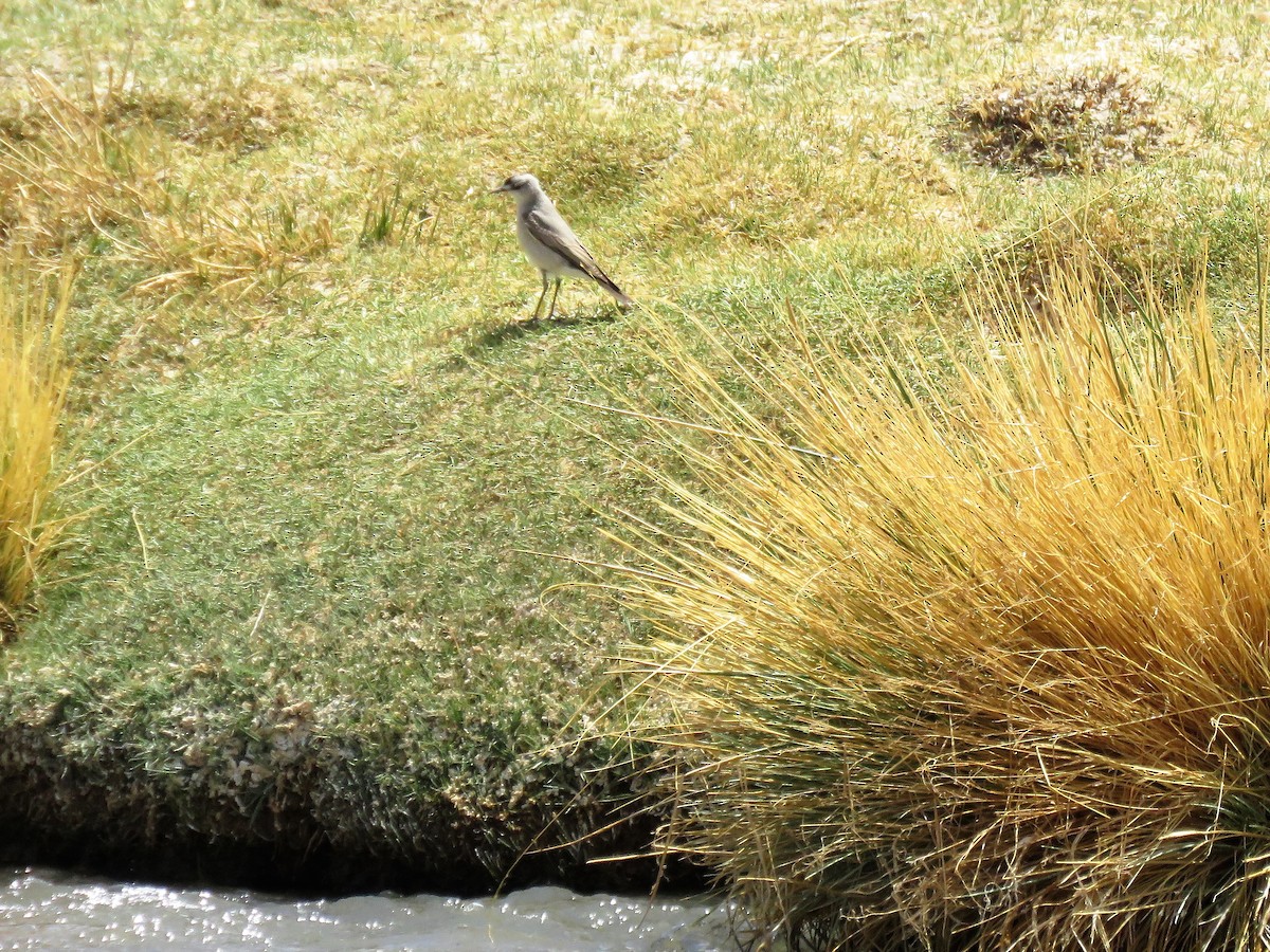Black-fronted Ground-Tyrant - ML577250121