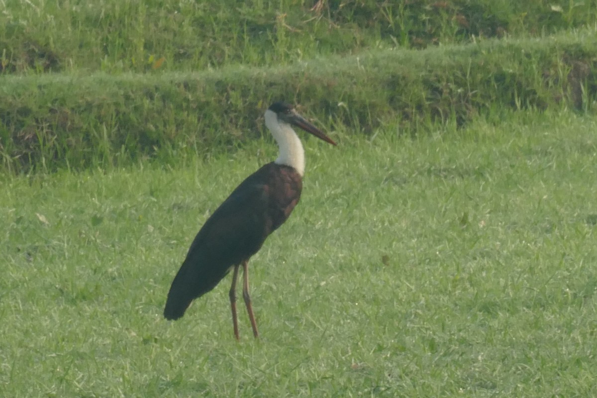 Asian Woolly-necked Stork - ML577253781