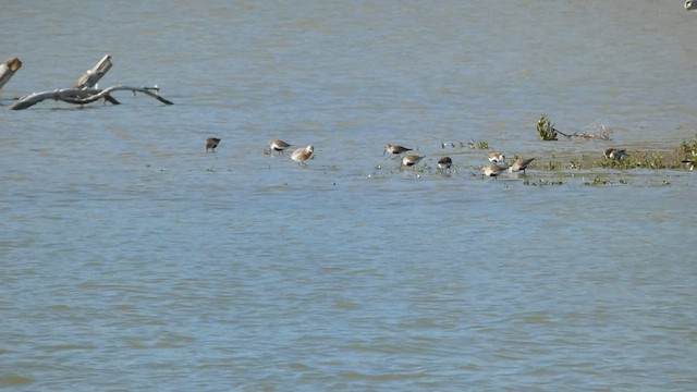 Red Knot - ML577254781