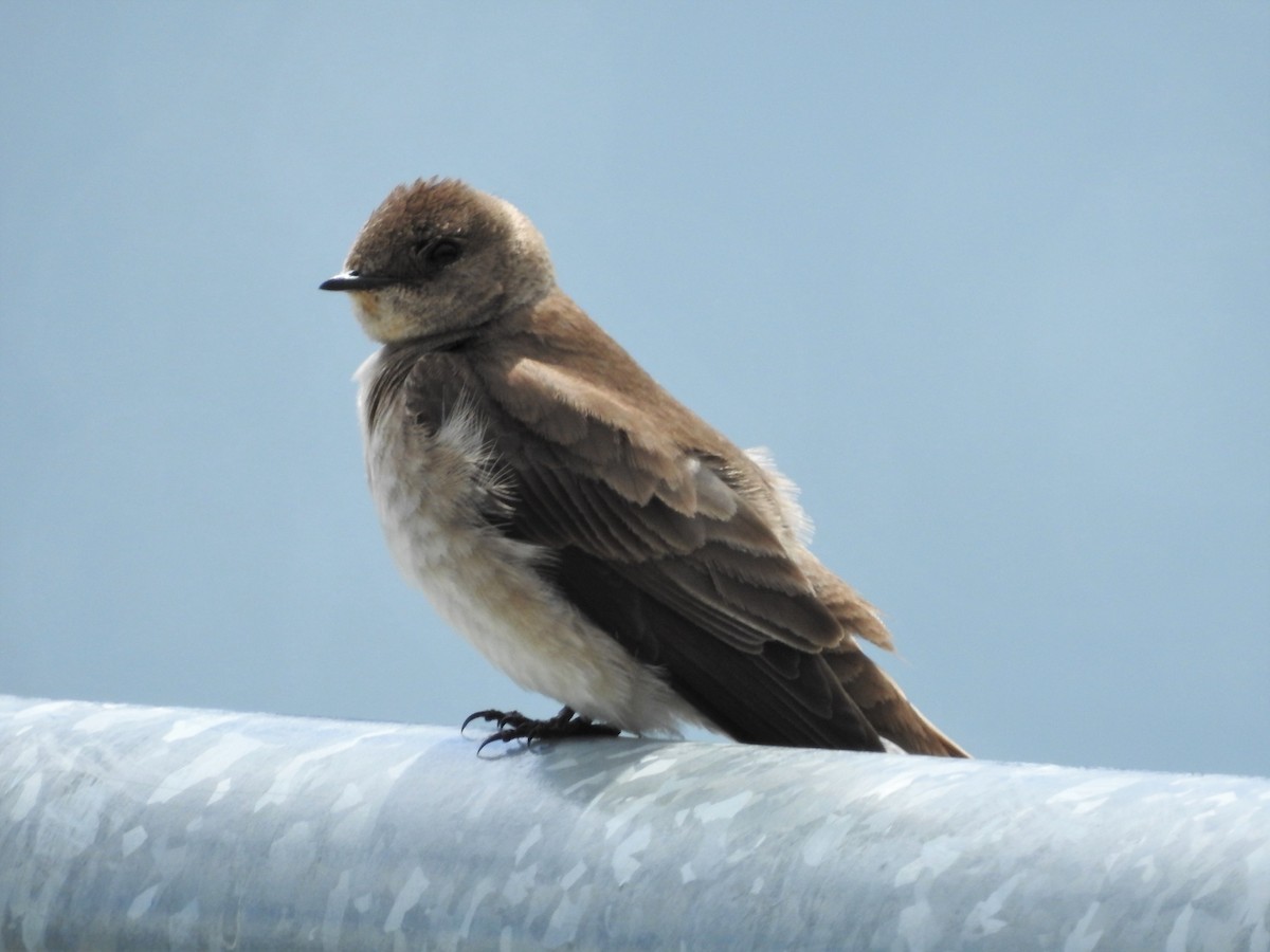 Northern Rough-winged Swallow - ML577255061