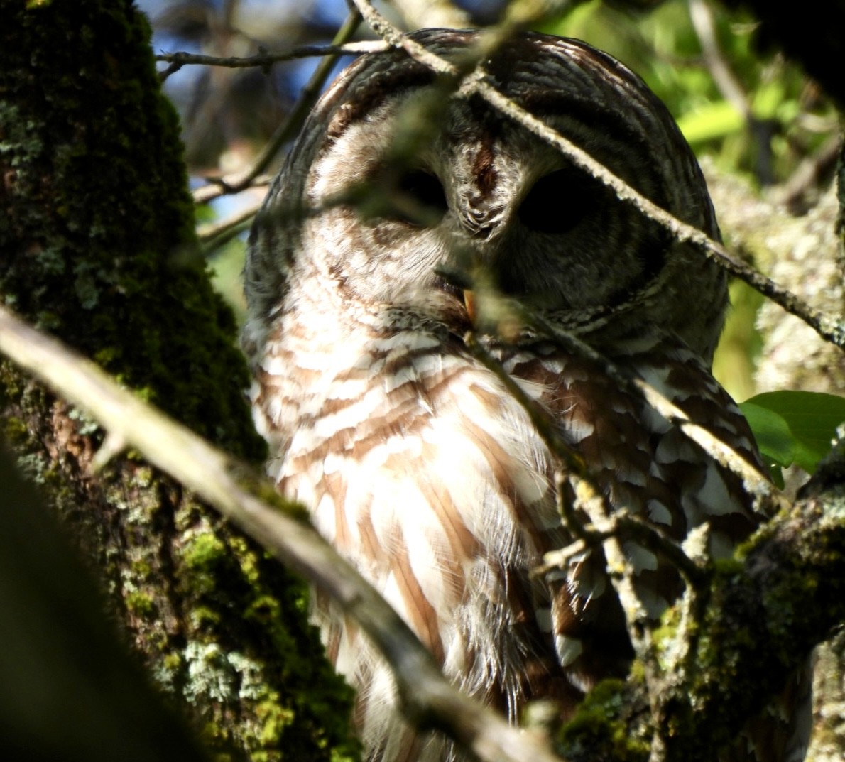 Barred Owl - ML577255101