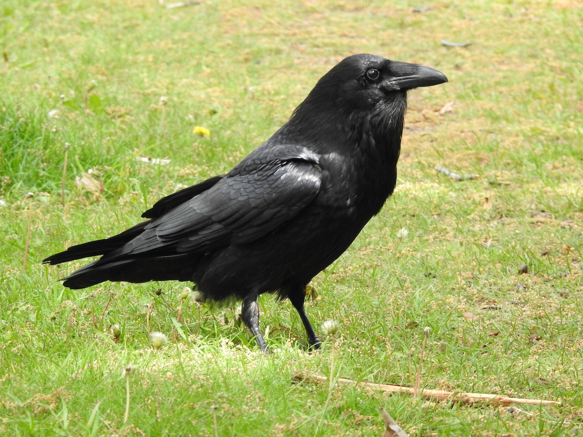 Common Raven - ML577255151