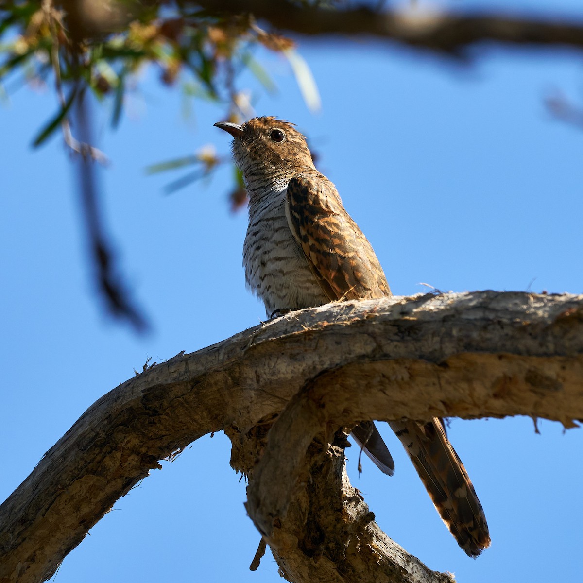 Brush Cuckoo - Robert Berry