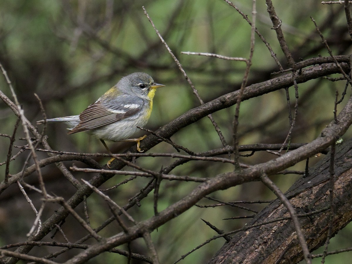 Northern Parula - ML577255421