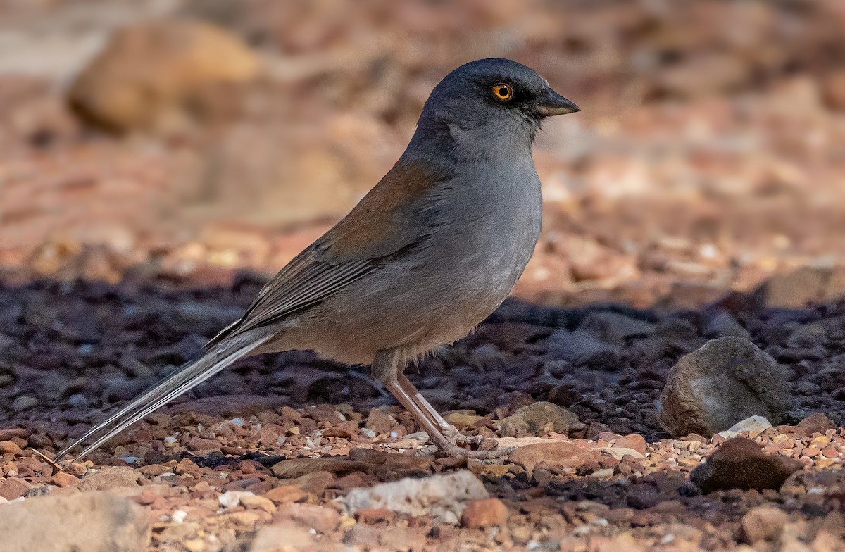 Yellow-eyed Junco - Iris Kilpatrick