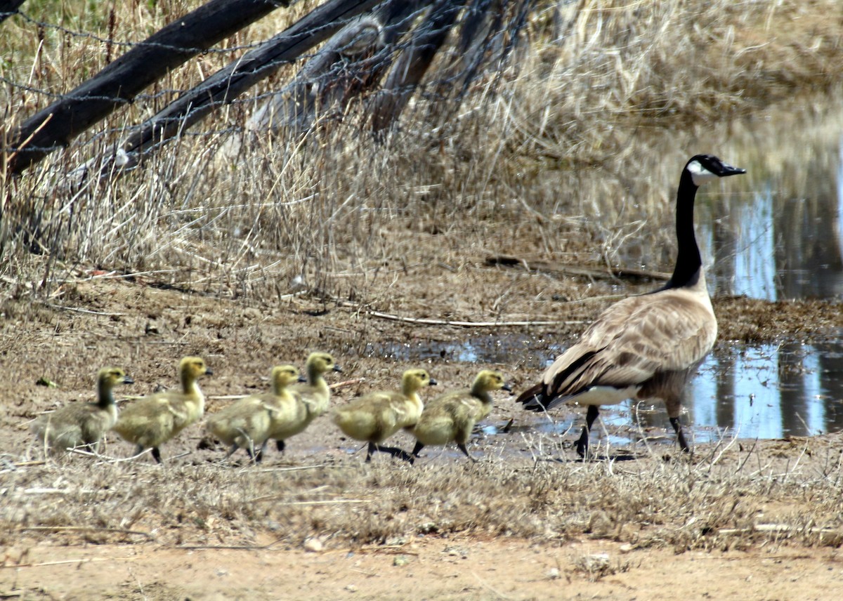 Canada Goose - Angela Conry