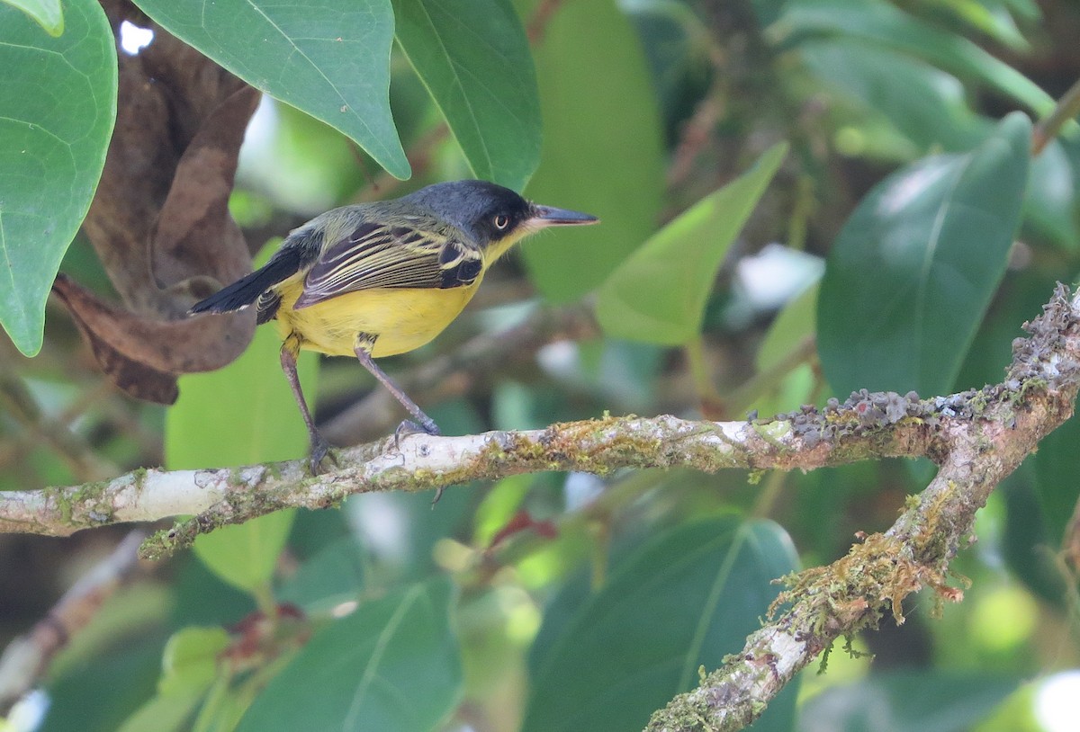 Common Tody-Flycatcher - ML577258561