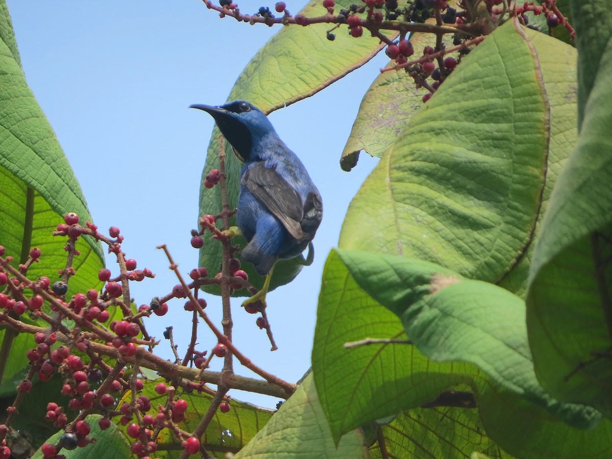 Shining Honeycreeper - ML577258811