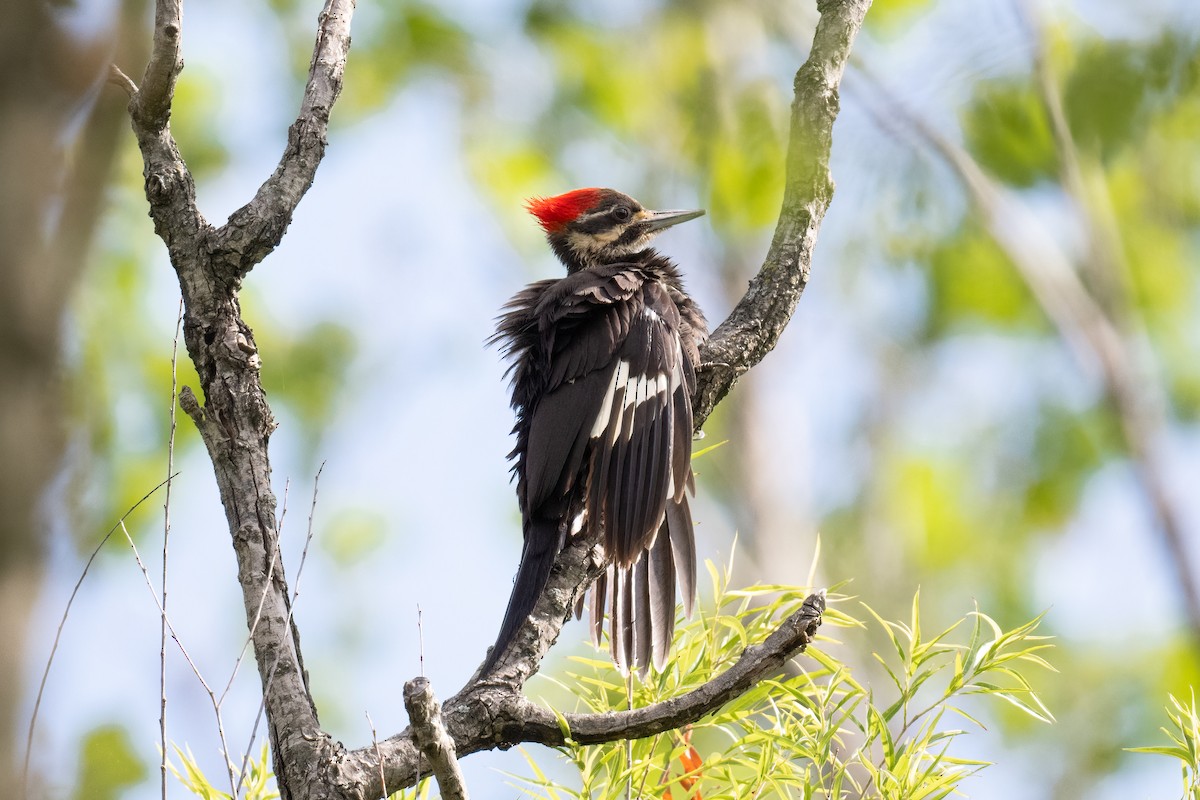 Pileated Woodpecker - ML577260121