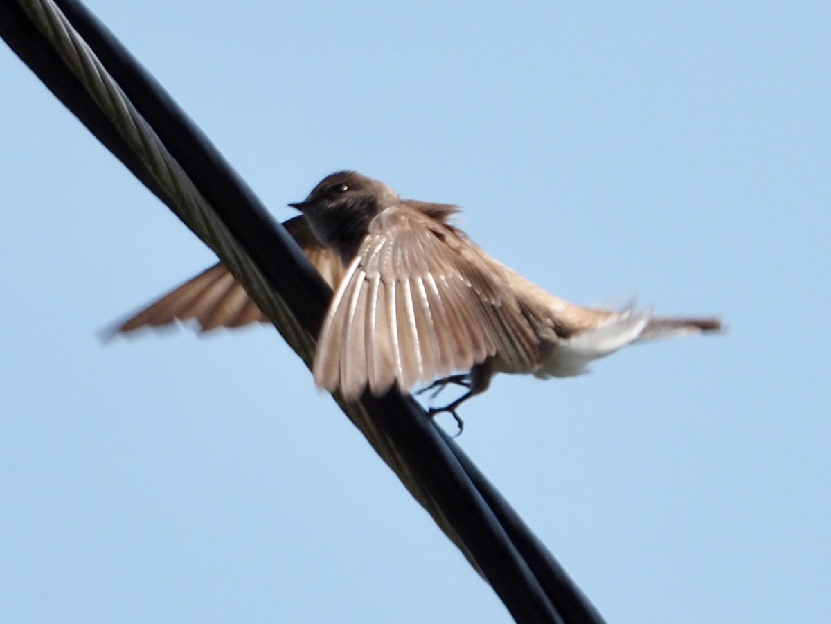 Northern Rough-winged Swallow - ML577260651
