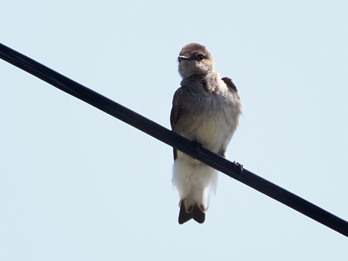 Northern Rough-winged Swallow - Wendy Feltham