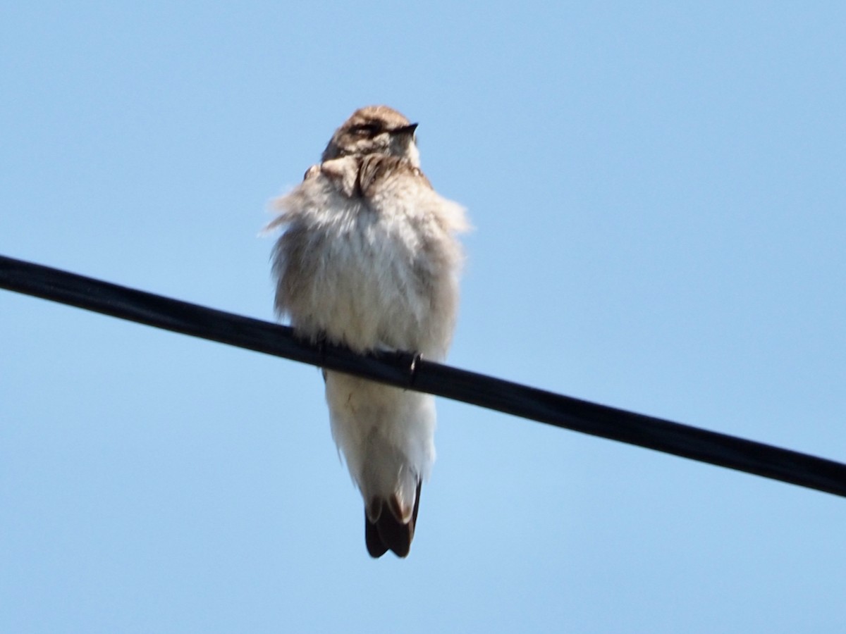 Northern Rough-winged Swallow - ML577260671