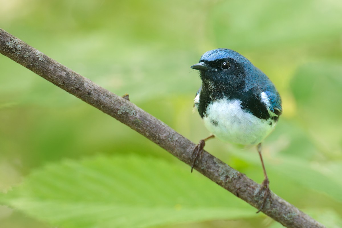 Black-throated Blue Warbler - Ryan Sanderson