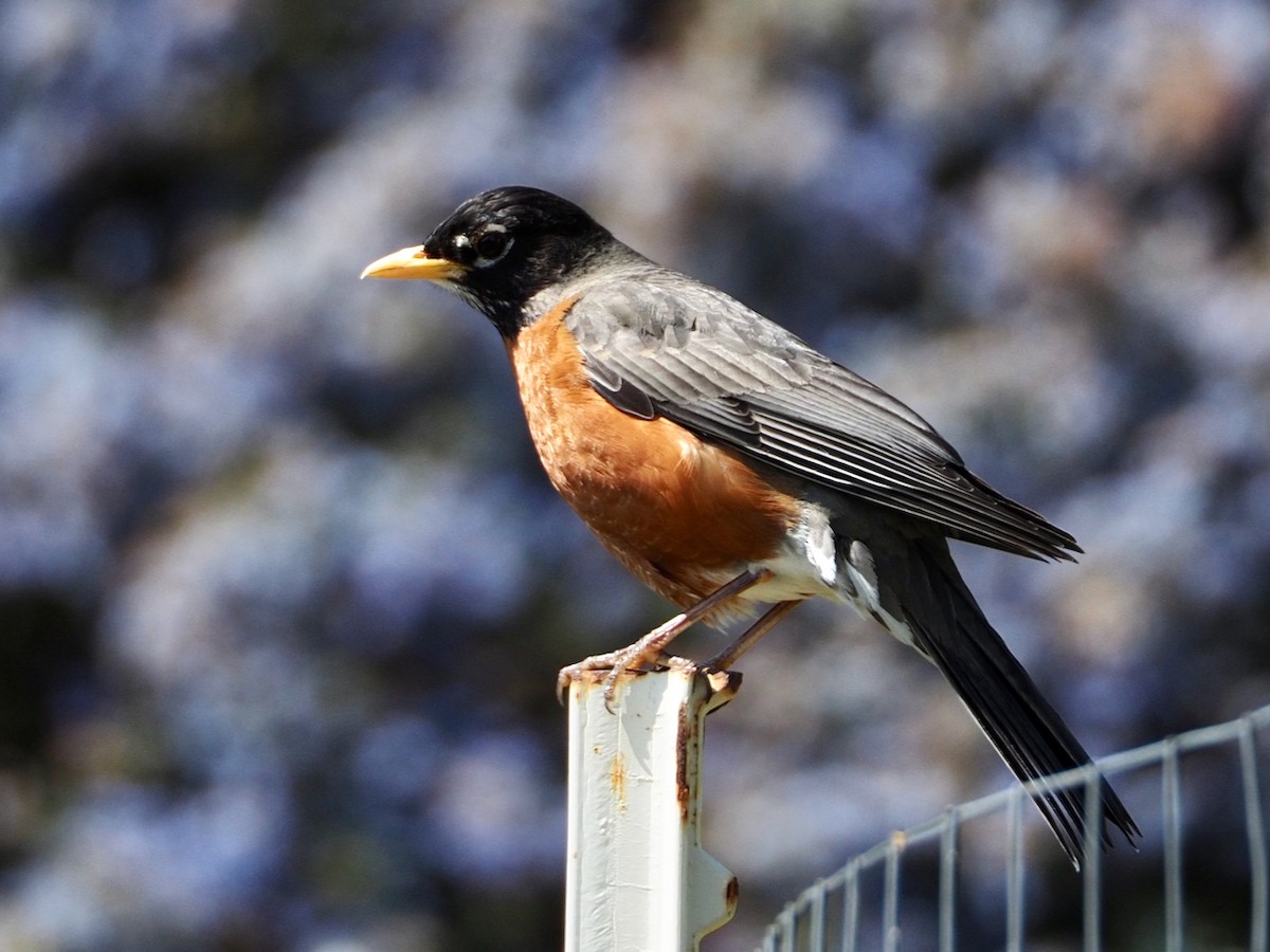 American Robin - ML577260831