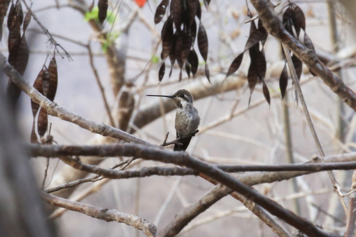 Plain-capped Starthroat - Charles Davies