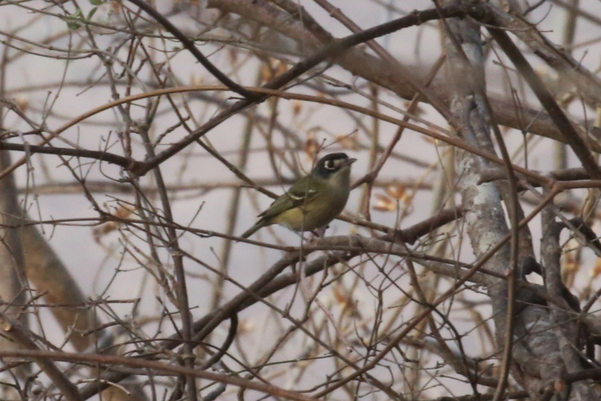 Black-capped Vireo - ML577260901