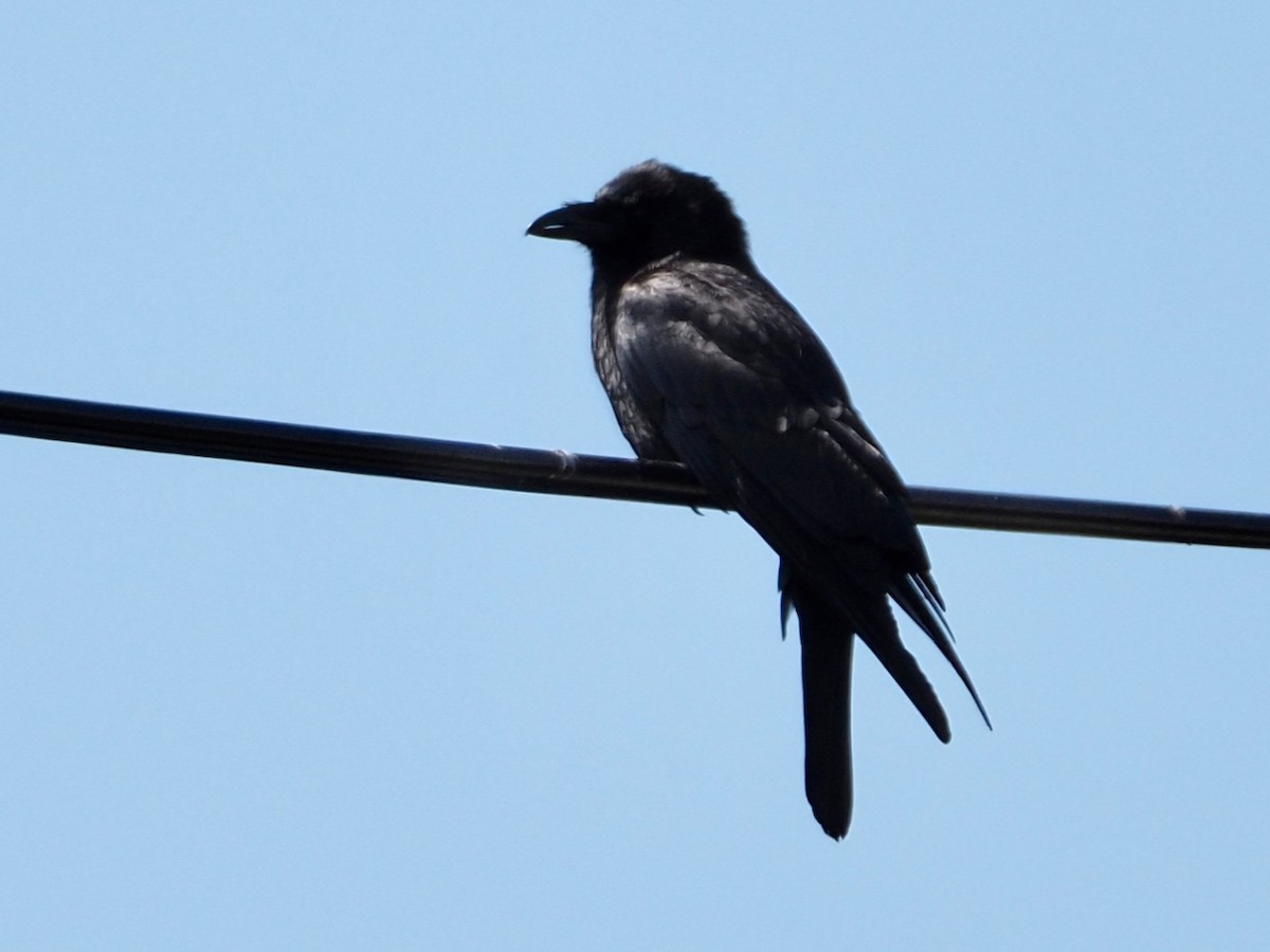 American Crow - ML577260911