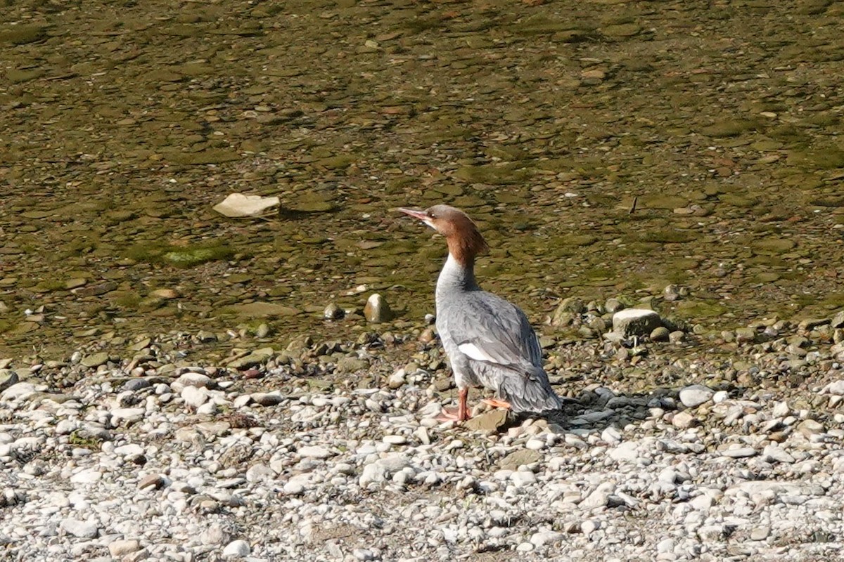 Common Merganser - ML577260941