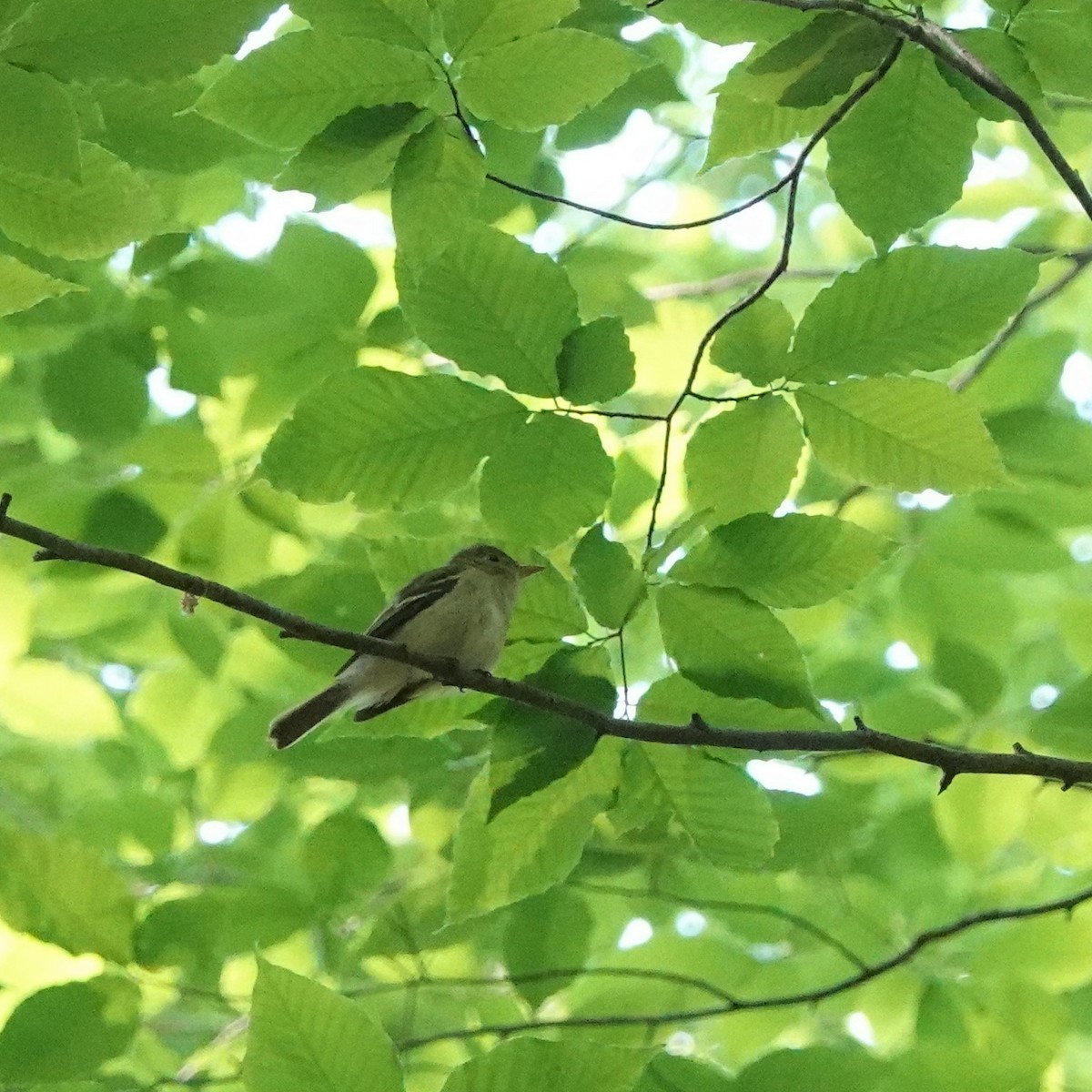 Acadian Flycatcher - ML577261051