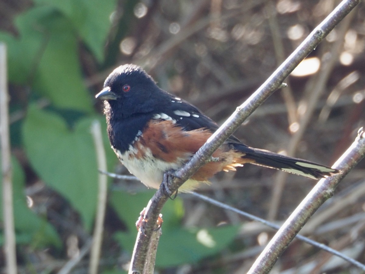 Spotted Towhee - ML577261271