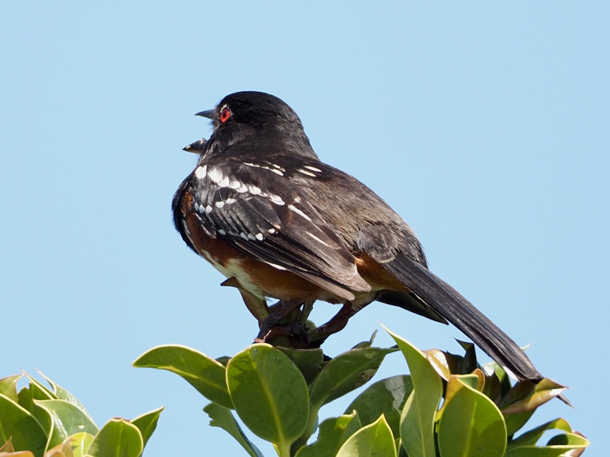 Spotted Towhee - ML577261281