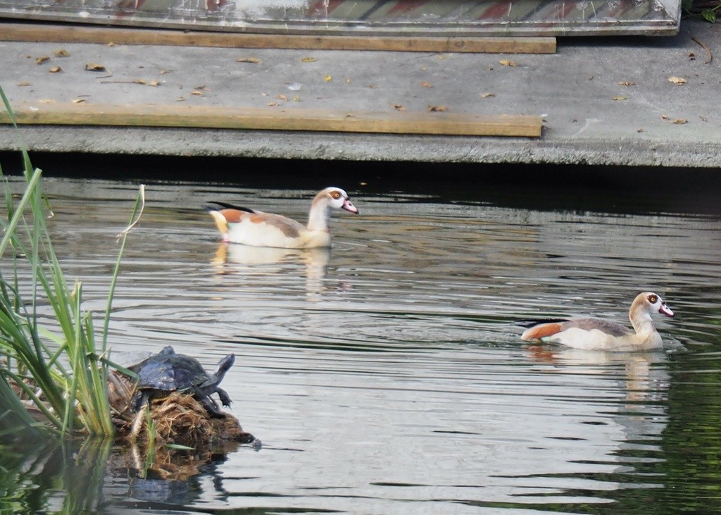 Egyptian Goose - ML577261841