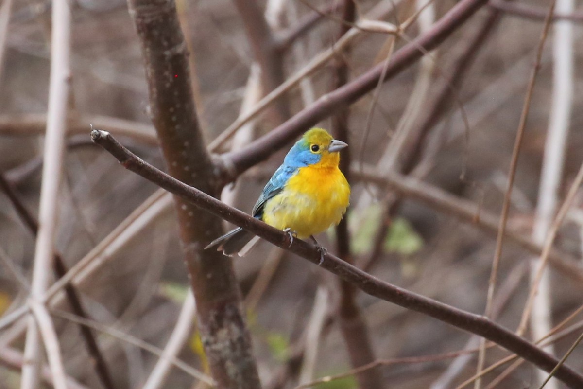 Orange-breasted Bunting - ML577262081