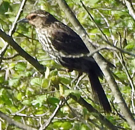 Red-winged Blackbird - ML577262451