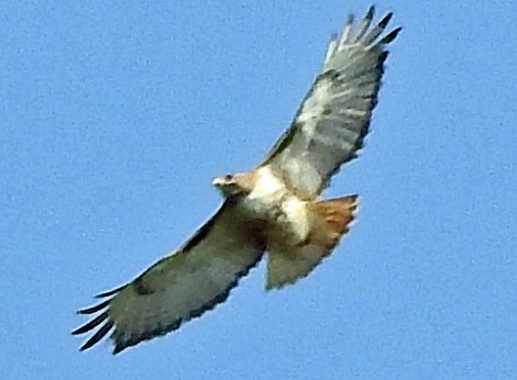 Red-tailed Hawk - ML577262861
