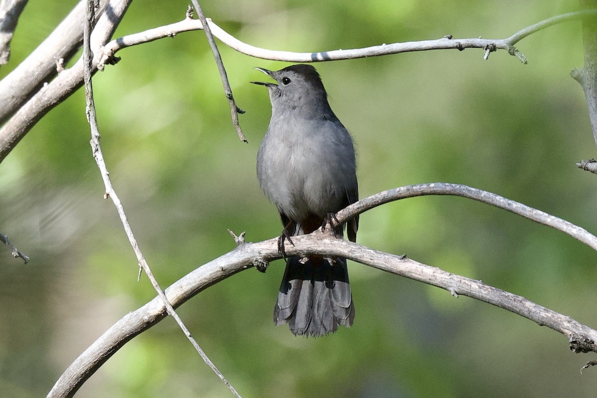 Gray Catbird - ML577263501