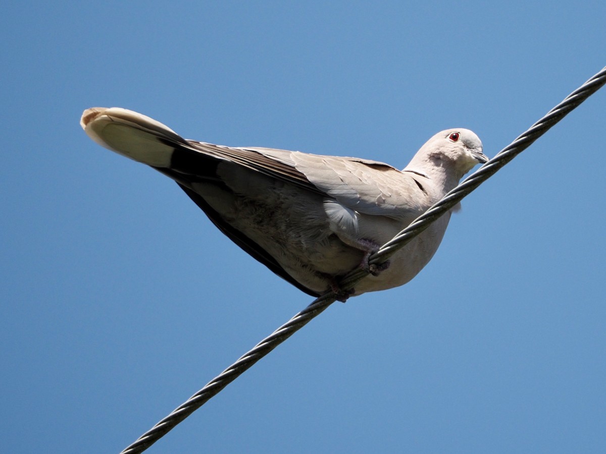 Eurasian Collared-Dove - ML577264141