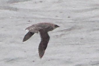 Kittlitz's Murrelet - steve b