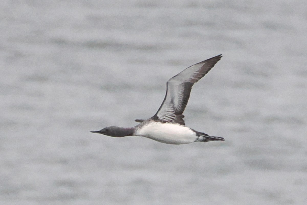 Red-throated Loon - steve b