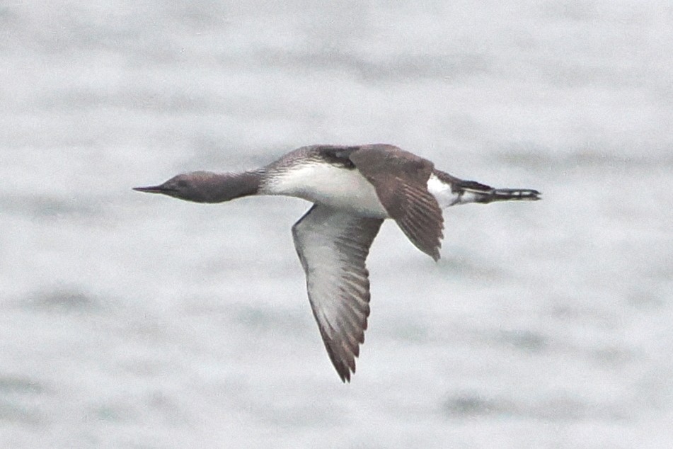 Red-throated Loon - steve b