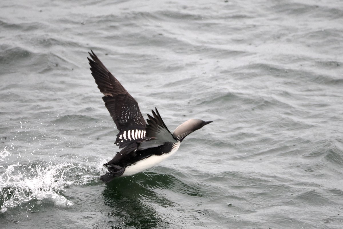 Pacific Loon - steve b