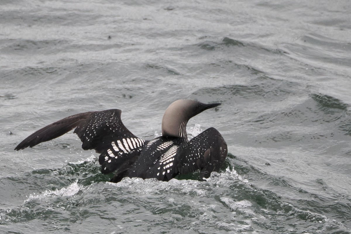 Pacific Loon - steve b