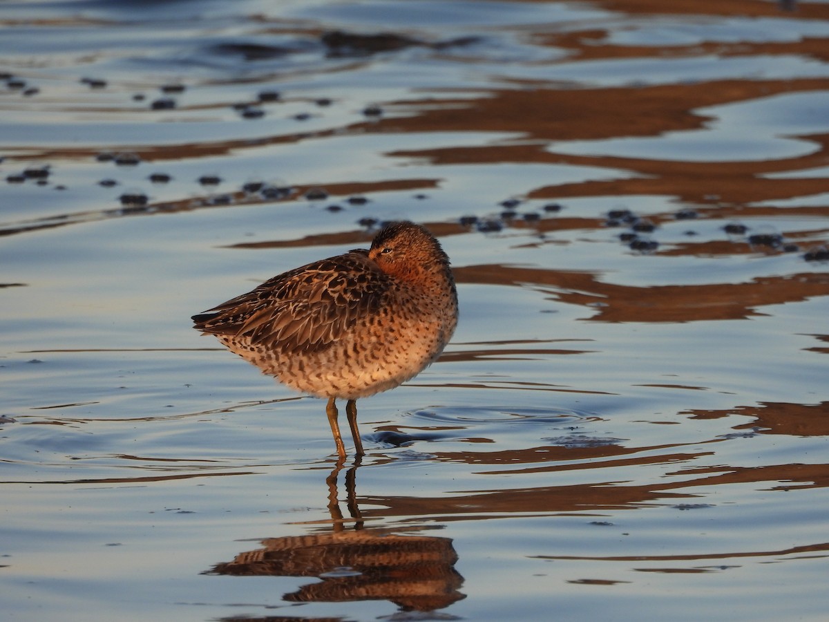 Short-billed Dowitcher - ML577265311