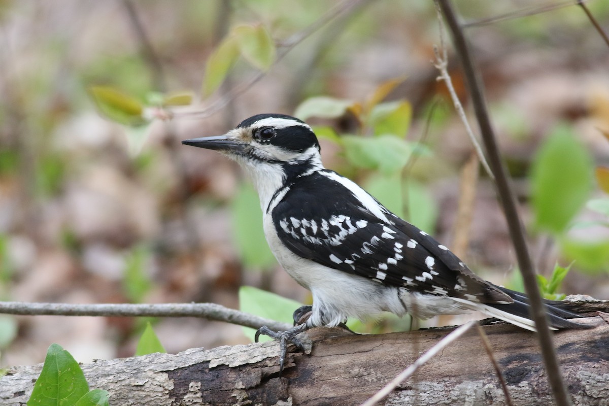 Hairy Woodpecker - ML57726591