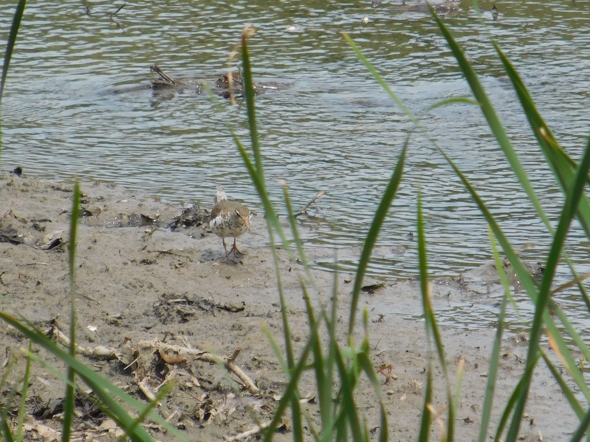 Spotted Sandpiper - ML577266981