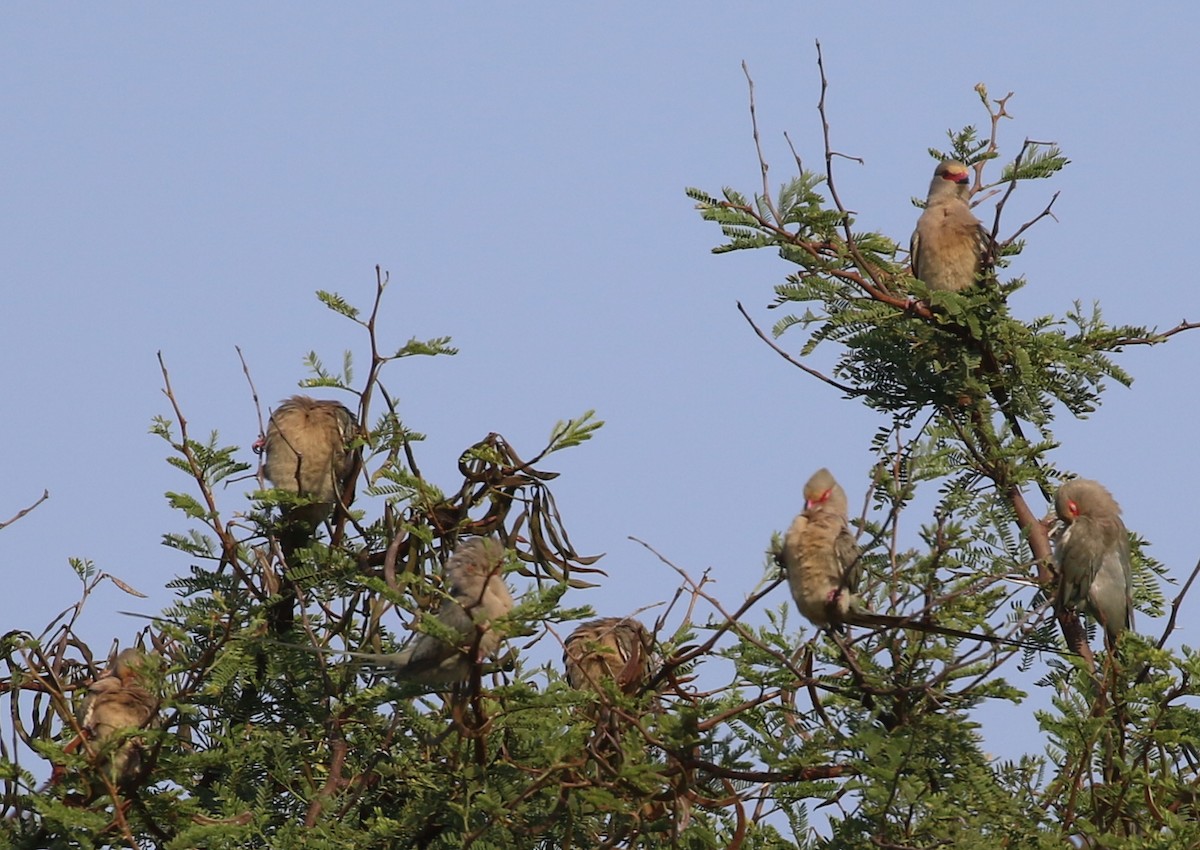 Red-faced Mousebird - Hendrik Swanepoel