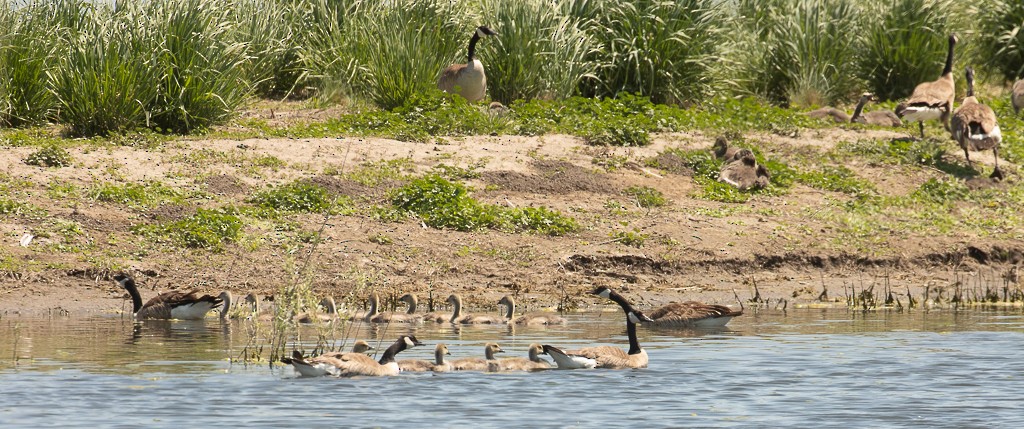 Canada Goose - ML577268781