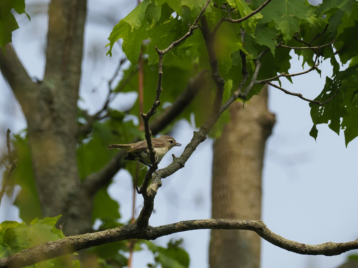 Red-eyed Vireo - ML577268791