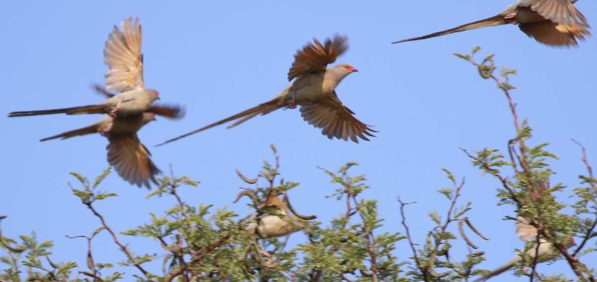 Pájaro Ratón Carirrojo - ML57726961