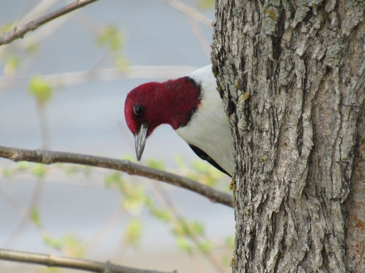 Red-headed Woodpecker - Helen Slavuta