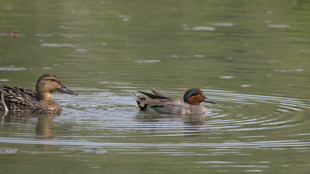 Green-winged Teal - Justin Kolakowski