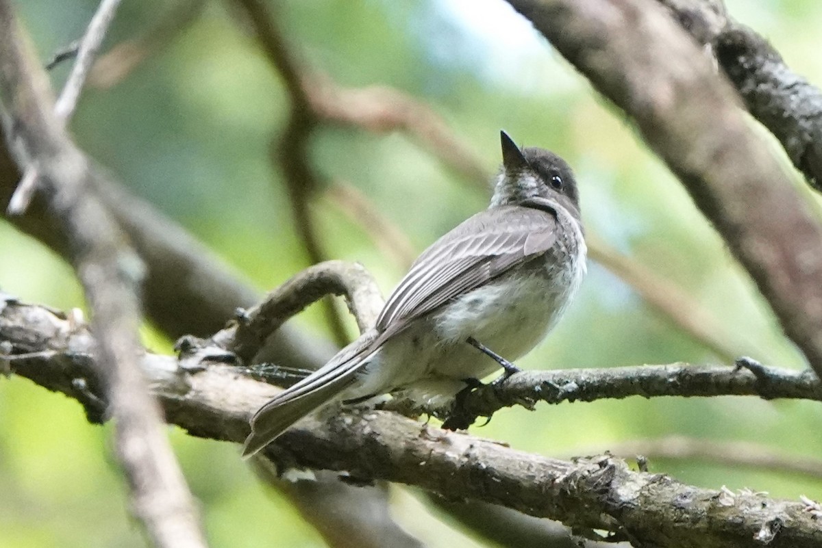 Eastern Wood-Pewee - ML577271031